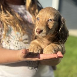 Dachshund and Pembroke Welsh Corgi Puppies from Three K Miniature Dachshunds