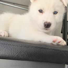 Robb - 1 - White male Siberian Husky puppy in Stone Mountain, Georgia from House Callihan-Walker Kennel