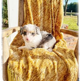 Theo - Blue merle male Aussiedoodle puppy in Louisville, Mississippi from Kristy’s Kennels