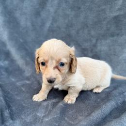 Male 2 - Cream male Dachshund puppy in Martinsville, Virginia from Rea's Doxies