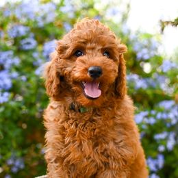 Bobby - Red male Cavapoo puppy in Tucson, Arizona from Sun Valley Goldendoodles