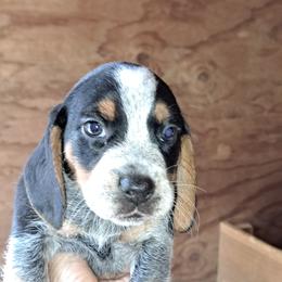 Basset Hound and Beagle Puppies from Orange Mountain Basset Hounds & Beagles