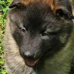 Belgian Tervuren Puppies from Kismet Belgian Tervuren's  owner Angela Ernst