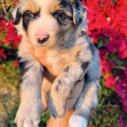 Ocean - Blue merle female Miniature Australian Shepherd puppy in Valley Center, California from DLT MiniAussie