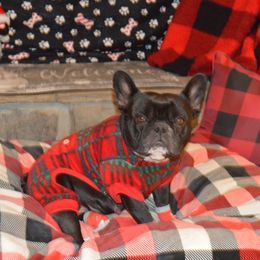 Minnie - French Bulldog