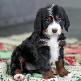 Miracle - Tri-color female Bernedoodle puppy in Dundee, Ohio from Down Home Doodle