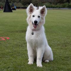 Carmah - Berger Blanc Suisse