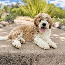 River - Yellow and white Bernedoodle puppy in Thatcher, Arizona from Brush Fire Doodles