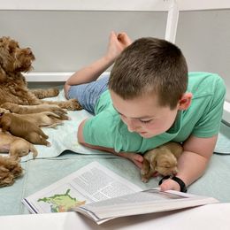 Australian Labradoodle Puppies from Salona Australian Labradoodles