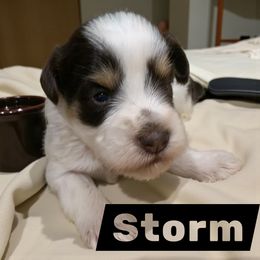 Storm - Parti male Miniature Schnauzer puppy in Kentucky from Mrs Bs Teeny Schnauzers & Doodles