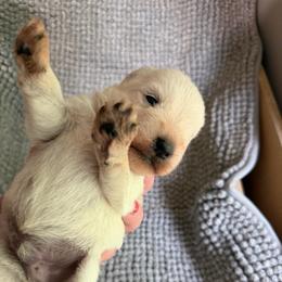 Archie - White male Miniature Schnauzer puppy in Hull, Georgia from Ardent Miniature Schnauzers of Athens