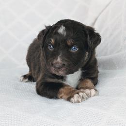 Boy 1 Red - Red tri-color male Australian Shepherd puppy in Yakima, Washington from Naches Heights Ranch