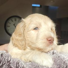 Australian Cobberdog Puppies from Heartland Hills Australian Cobberdogs