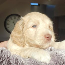 Australian Cobberdog Puppies from Heartland Hills Australian Cobberdogs