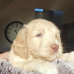Australian Cobberdog Puppies from Heartland Hills Australian Cobberdogs