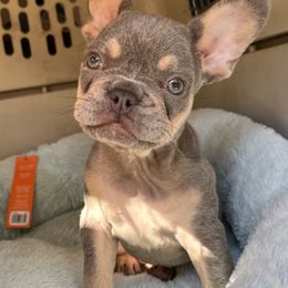 Dilute Retrievers, French Bulldogs, and Labrador Retrievers from Quiet Valley Ranch Labradors and Frenchies