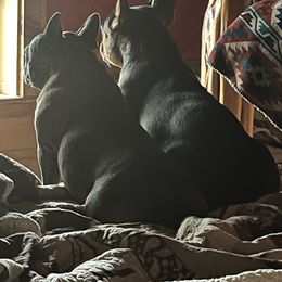 French Bulldog All Grown Up from Calamity Jane French Bulldogs