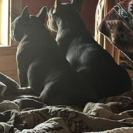 French Bulldog All Grown Up from Calamity Jane French Bulldogs
