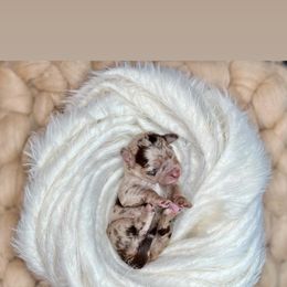 Java - Red merle Aussiedoodle puppy in Chattanooga, Tennessee from Remedy Ridge Aussiedoodles