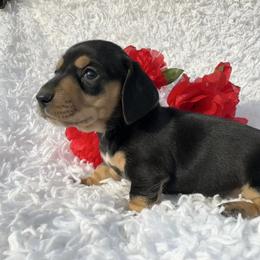 Jetta - Black and cream female Dachshund puppy in Colbert, Oklahoma from Brooke Crenshaw