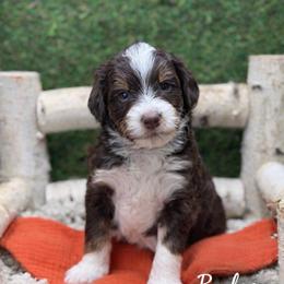 Badger - Tri-color male Bernedoodle puppy in Williamson, New York from Lakeside Doodles
