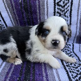 Bam-bam - Blue merle male Australian Shepherd puppy in Quaker City, Ohio from Wagon Wheel Aussies and Corgi’s