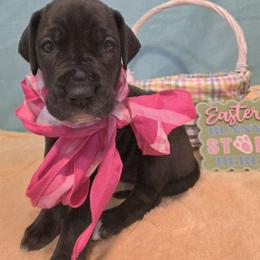 Joyce - Black female Great Dane puppy in Bay City, Michigan from Monarch Danes