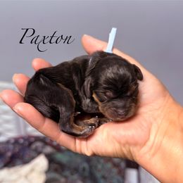 Percy - Black and tan male Cavalier King Charles Spaniel puppy in Spokane, Washington from Treasured Cavaliers of the Pacific Northwest