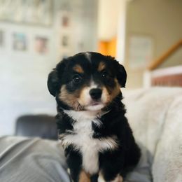 Miniature American Shepherd Puppies from Meadow Run Mini American Shepherds
