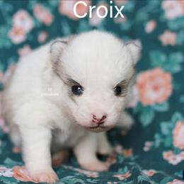 Croix - Silver and white male Pomsky puppy in Mc Callsburg, Iowa from SZ Rolling Acres LLC