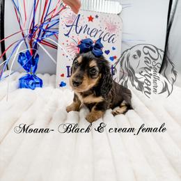 Moana - Black and cream female Dachshund puppy in Prairieville, Louisiana from Southern Barron Danes & Dachshunds