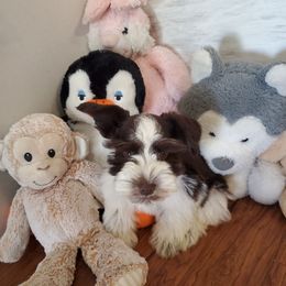 Triumph - Parti male Miniature Schnauzer puppy in Sandy, Utah from Mini Schnauzers