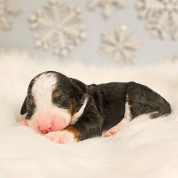Elsa - Red female Bernedoodle puppy in Russell Springs, Kentucky from 270 Doodles