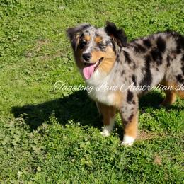 Miniature Australian Shepherd and Toy Australian Shepherd All Grown Up from Tagalong Lane Australian shepherds