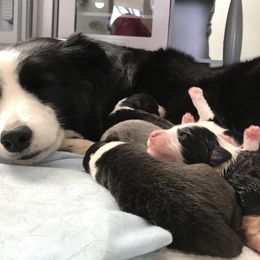 Border Collie Puppies from Astoria Canines