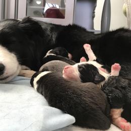 Border Collie Puppies from Astoria Canines