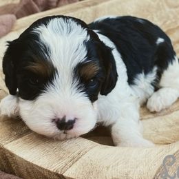 Cavalier King Charles Spaniels and Cavapoos from Middle Creek Ranch