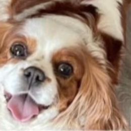 Cavalier King Charles Spaniels, Cavapoos, and Poodles from Paw Palace breeding