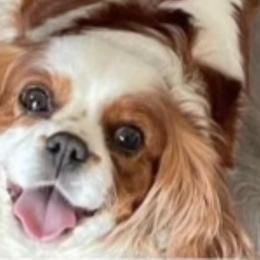 Cavalier King Charles Spaniels, Cavapoos, and Poodles from Paw Palace breeding
