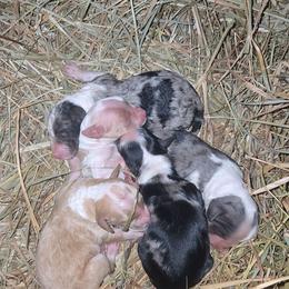 Female 2 - Cream and white female Aussiedoodle puppy in Mouth Of Wilson, Virginia from Holly Ridge Aussies, Aussiedoodles & Corgis