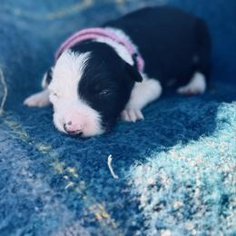 Hot Pink - Black and white female Border Collie puppy in Minden, Iowa from Rocking N Registered Border Collies & Labradors