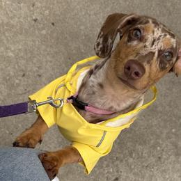 Dachshunds from 208Weenies