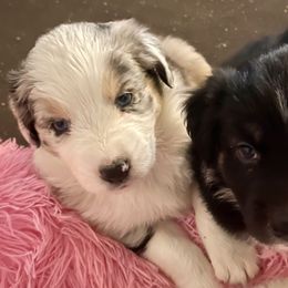 Australian Shepherd Puppies from Bedtime Story Australian Shepherds