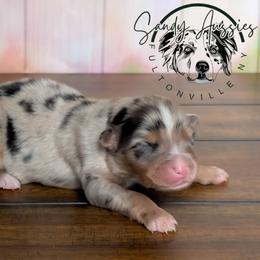 Paisley - Blue merle female Australian Shepherd puppy in Fultonville, New York from Sandy Aussies & Pomeranians