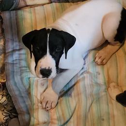 Piebald female 3 - Black and white female Great Dane puppy in Gig Harbor, Washington from Lakaya Danes