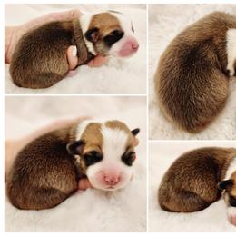 Boy 1 - Red male Pembroke Welsh Corgi puppy in Cleveland, Tennessee from Sunnyhill Corgis