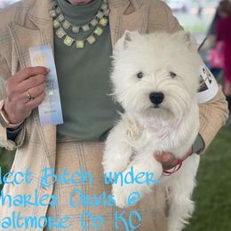 Leia - West Highland White Terrier