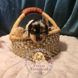 Dachshund Puppies from Forest Farmstead Dachshunds