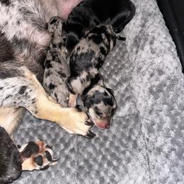 Dapple male one - Dapple male Dachshund puppy in Wahiawa, Hawaii from Versatile Ohana