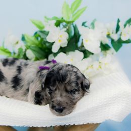 Bordoodle Puppies from 2J 2K Bordoodles